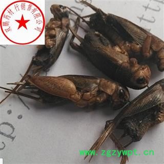 蟋蟀 蛐蛐、夜鸣虫（因为它在夜晚鸣叫）、将军虫、秋虫、斗鸡、促织、趋织、地喇叭、灶鸡子、孙旺，土蜇 统 产地 安徽省图2