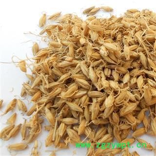 精品生麦芽选货 质量好 价格低  产地 山东省图2