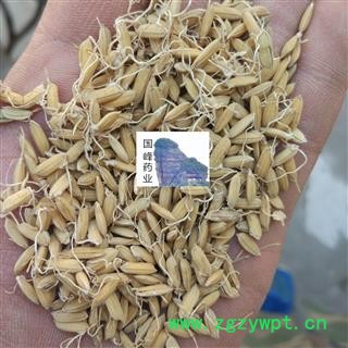 稻芽 稻芽统货 纯干 无虫蛀 国峰药业 重在品质 产地 山东省图2