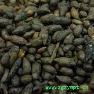 中药材 槐花 正品 优质图2