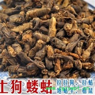 蝼蛄 土狗 拉蛄,地蛄牛统 产地 安徽省图3