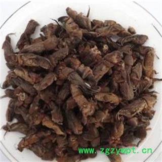 蝼蛄 土狗 拉蛄,地蛄牛统 产地 安徽省图2