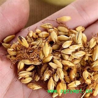 【特级】秦岭农家炒大麦芽 熟麦芽大麦茶大麦芽焦麦芽大麦糵大麦毛 山民自捋自炒晒干1000g图3