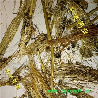平安药业 糠谷老  看谷老 老谷穗 粟白发 老枪谷 谷子白发 促销图2