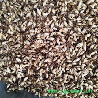 麦芽 新到选装炒麦芽，发芽率高好货，干净无杂质实物拍摄 产地 山东省图3