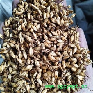 麦芽 新到选装炒麦芽，发芽率高好货，干净无杂质实物拍摄 产地 山东省图4