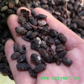 新辉药业正品淡豆豉 豆豉 杜豆豉图3