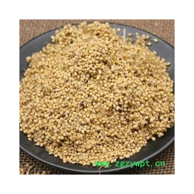 谷芽 谷芽统货 产地 山东省 产地直销 重在质量