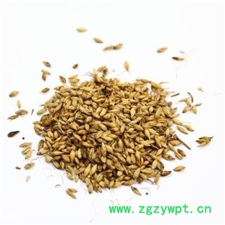 麦芽 炒麦芽统货 产地 河南省 产地直销 重在质量图2