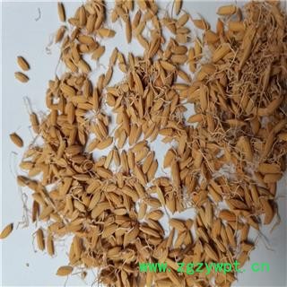 稻芽 统 产地 四川省德阳市图2