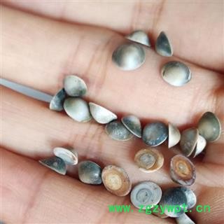 云母   水云母  甲香  催生子 小粒 0.6厘米筛子以下  产地 广东省图2