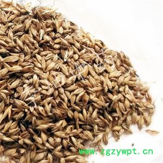 【99包邮】炒麦芽 选货 四川产 【良心经营 品种齐全】图2