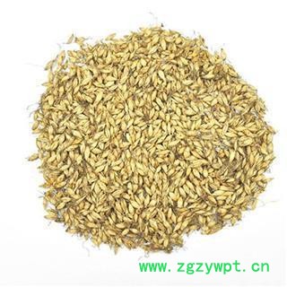 麦芽 炒麦芽 好统货 产地 山东省图2