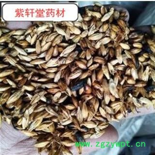 麦芽  炒麦芽 统 产地 山东省 产地直销 大货供应图2