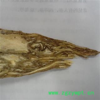 当归 当归佛手片 产地 甘肃 华美中药 产地直销 重在品质图2