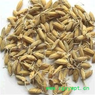 谷芽 谷芽统货 产地 山东省图2