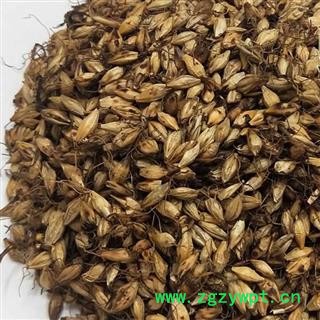 麦芽 全麦芽 麦芽 统货 生麦芽 产地 河南省发芽率高重在品质瑞森药材行图2