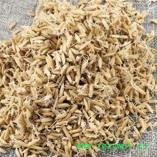 稻芽今年新货发芽率高图2