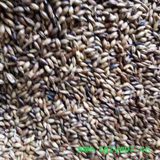 炒大麦茶 泡茶用炒大麦 大麦茶 精品炒大麦 产地 安徽省图2