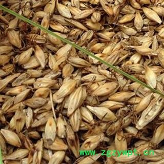 麦芽 炒麦芽生麦芽 产地 四川省 娟子中药图2