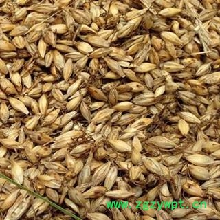 麦芽 炒麦芽生麦芽 产地 四川省 娟子中药图3