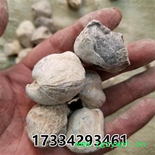 石燕 别称-石燕子 燕子石 大石燕图4