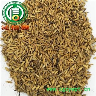 【满包邮】炒谷芽统货散装四川产地直供稻芽沁信源中药批发图4