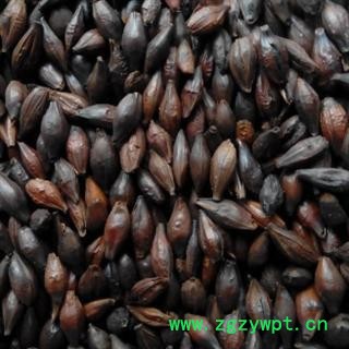 【焦麦芽】@【同欢药材】中药材批发供应 规格齐全 量大从优  产地 山东省图3