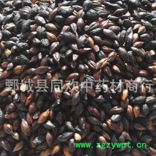 【焦麦芽】@【同欢药材】中药材批发供应 规格齐全 量大从优  产地 山东省图2