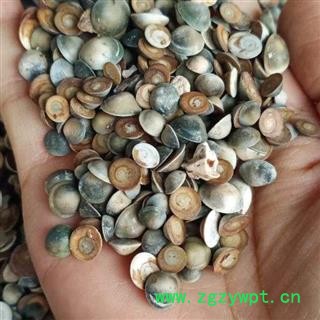 云母 甲香米 催生子  小甲香  产地 广东省图2