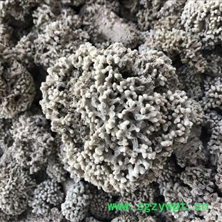 浮水甘石 海浮石   海浮石花 产地 河北省 凯捷中药图2