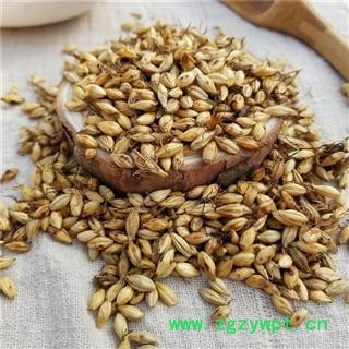 麦芽 炒麦芽 个个有芽 为冲销量 低价售 量大价格再优惠图2