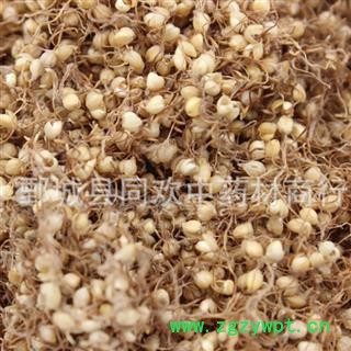 【谷芽】@【同欢药材】中药材批发供应  规格齐全 量大从优 产地 山东省图2