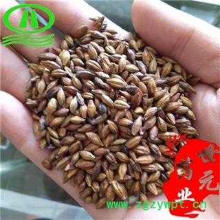 世元药业 大麦茶 花草茶 500g图2