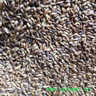 炒大麦  精品茶用炒大麦 产地 安徽省图2