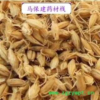 麦芽 麦芽统货 产地 山东省图2