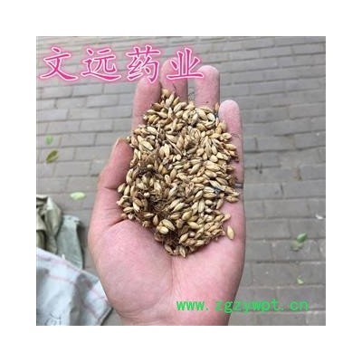 麦芽 炒麦芽 产地 河南省南阳市宛城区