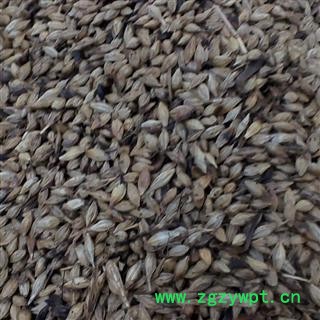 麦芽 炒麦芽 产地 河南省南阳市宛城区图2