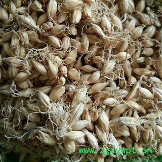 大麦芽 生大麦芽 98%以上出芽率  产地 安徽省图2