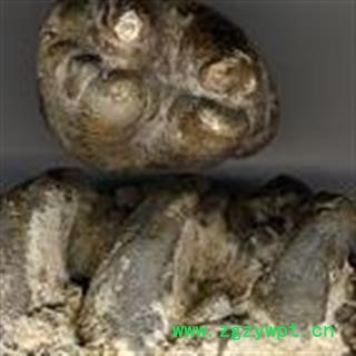 小丽百草行中药材龙齿 青龙齿 块状图2