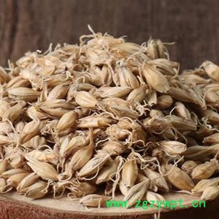 吉康药业中药材生麦芽 麦芽 大麦芽茶 无硫新货 另有炒大麦芽图2