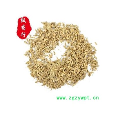 麦芽 生麦芽统货 产地 四川省 1公斤装