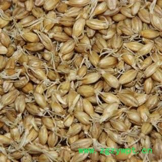 麦芽 麦芽统货 产地 河南省 产地直销  重在质量图2