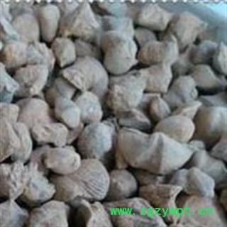 圣草康园石燕  石燕子 燕子石 大石燕图2