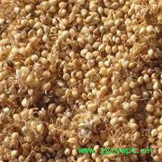 谷芽 谷芽统货 产地 山东省图2