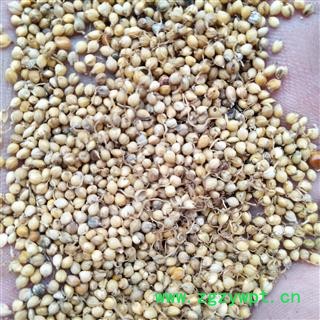 谷芽 谷芽统货 产地 山东省图3
