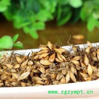 麦芽 炒麦芽 发芽率高 产地 山东省图2