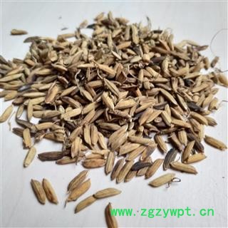 稻芽 稻芽 产地 安徽省图2