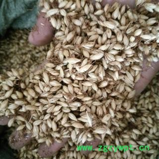 大麦芽 生大麦芽 98%发芽率 产地 河南省图2