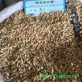 新辉药业中药材麦芽 大麦芽图2